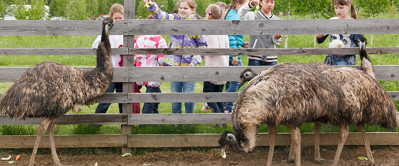 ОТДЫХ С ДЕТЬМИ В ПОДМОСКОВЬЕ ВСЁ ВКЛЮЧЕНО! изображение номер 42